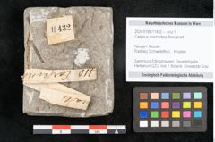 Foto (Objekt + Etikett) von Carpinus macroptera Brongniart (NHMW-GEO-2024-0188-11432)